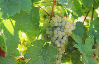 What Is Viognier?
