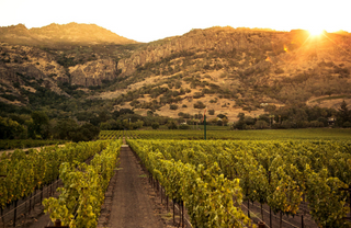 Wine 101 - It Begins in the Vineyard