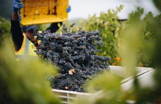 Winter 2022 at Stags' Leap Winery: Behind the Cellar Door