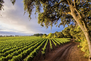 Stags' Leap Winery Vineyard