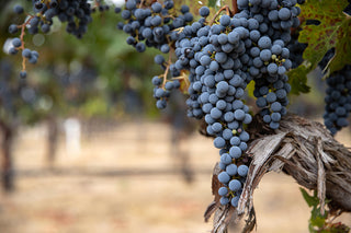 Close-up of ripe Stags' Leap Winery grapes on the vine