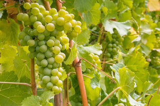 Green grapes growing on vines at Stags' Leap Winery