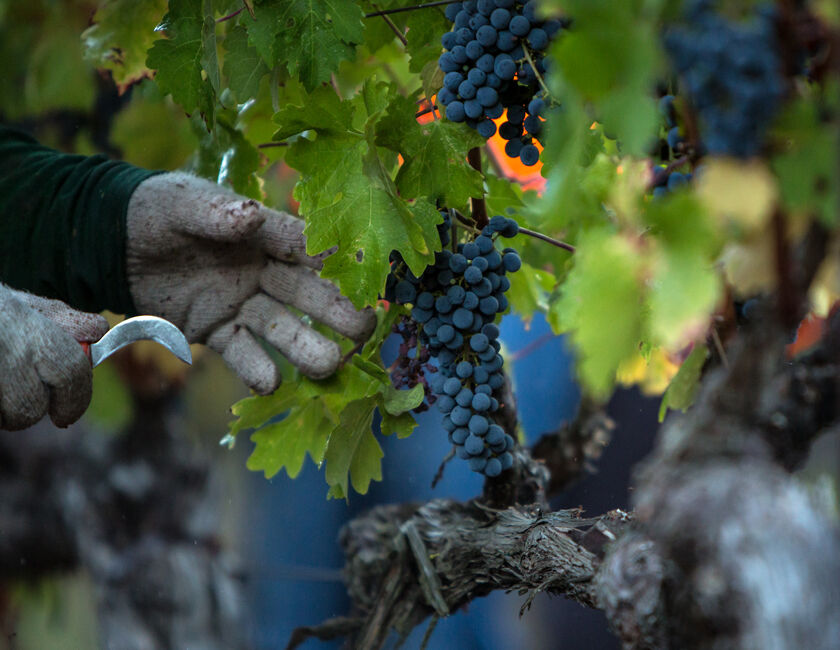 petite sirah