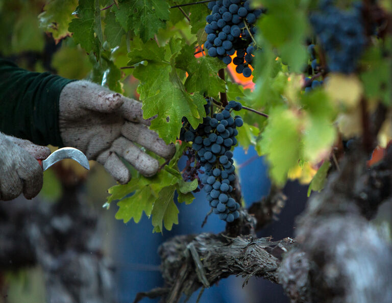 Harvesting Grapes in Stags Leap District