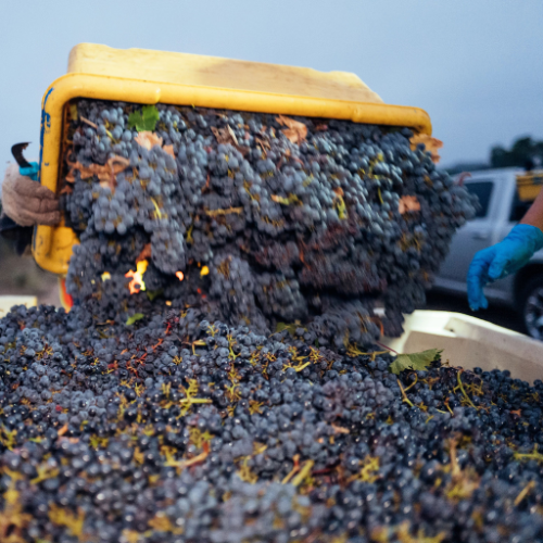 Stags' Leap Harvest