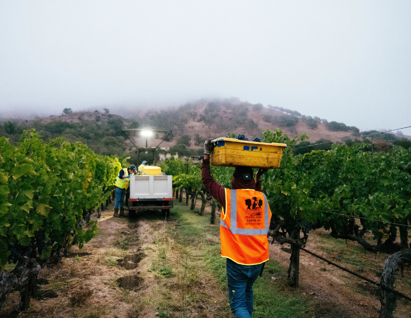 Stags' Leap Harvest 2022