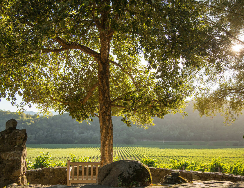 Vineyard View at Stags' Leap