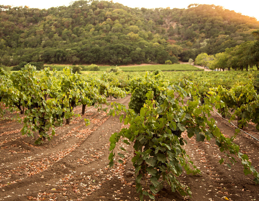 Tannat, Carignane, Syrah, Grenache, Calzin, Peloursin, and Burger Varietals Planted in Ne Cede Malis Block 5