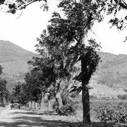 Stags' Leap Historic Photo of Old Automobile Driving Down the Lane off Silverado Trail