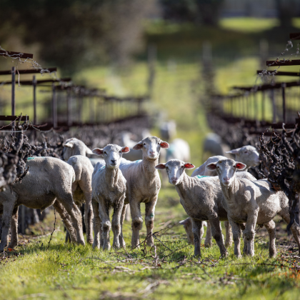 Stags' Leap sheep