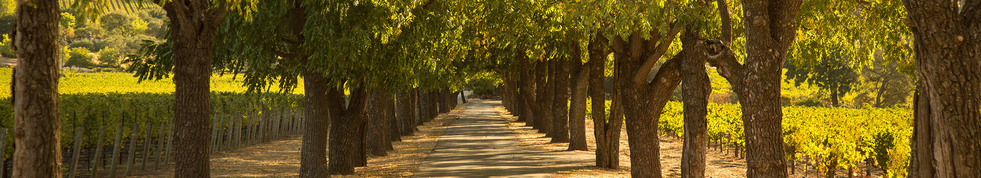 Stags' Leap Napa Valley Estate