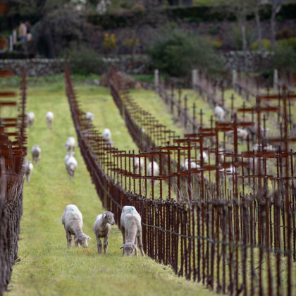 Stags' Leap sheep