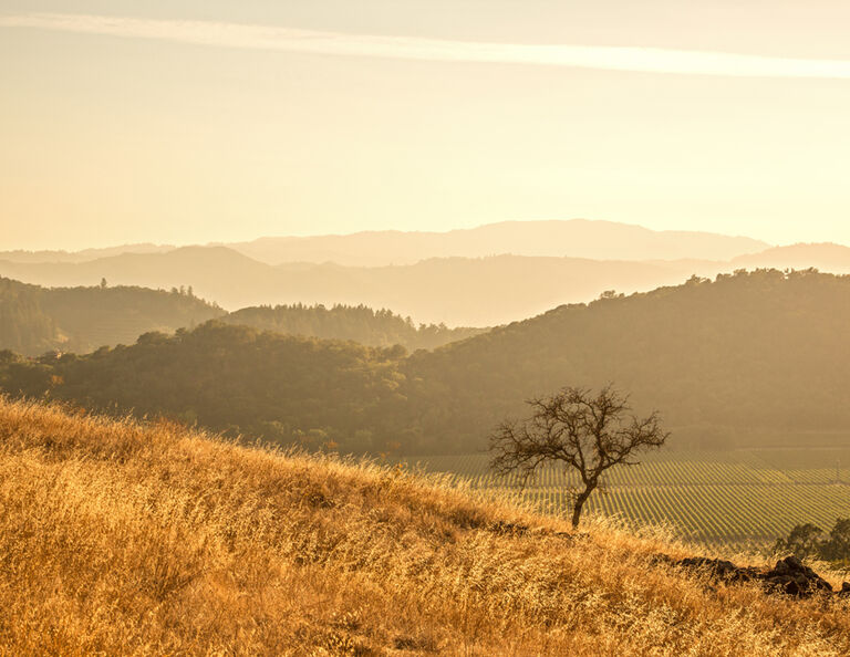 Stags' Leap Vineyard aspect relishing the heat from the sun