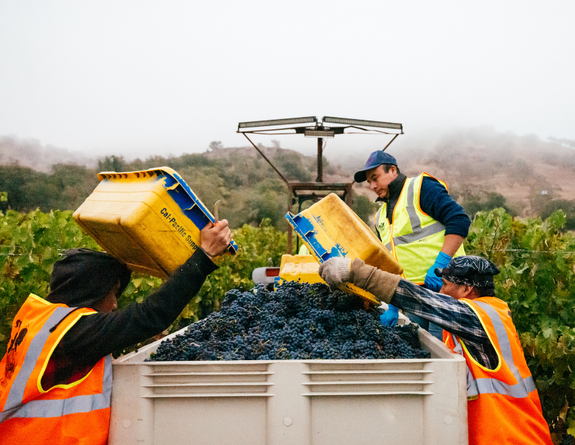 stags' leap harvest