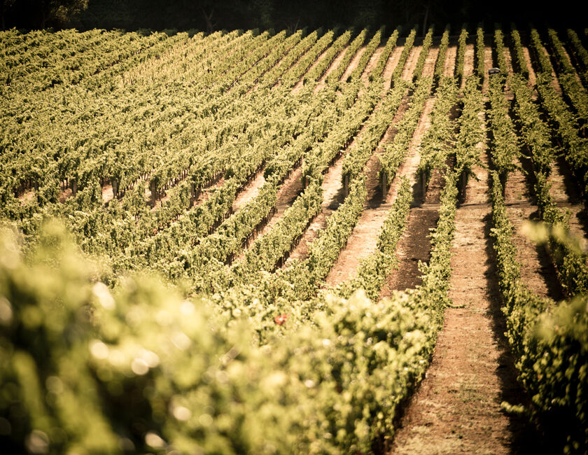 Blocks of Stags' Leap Featuring Cabernet Sauvignon, Petite Syrah, and Merlot.