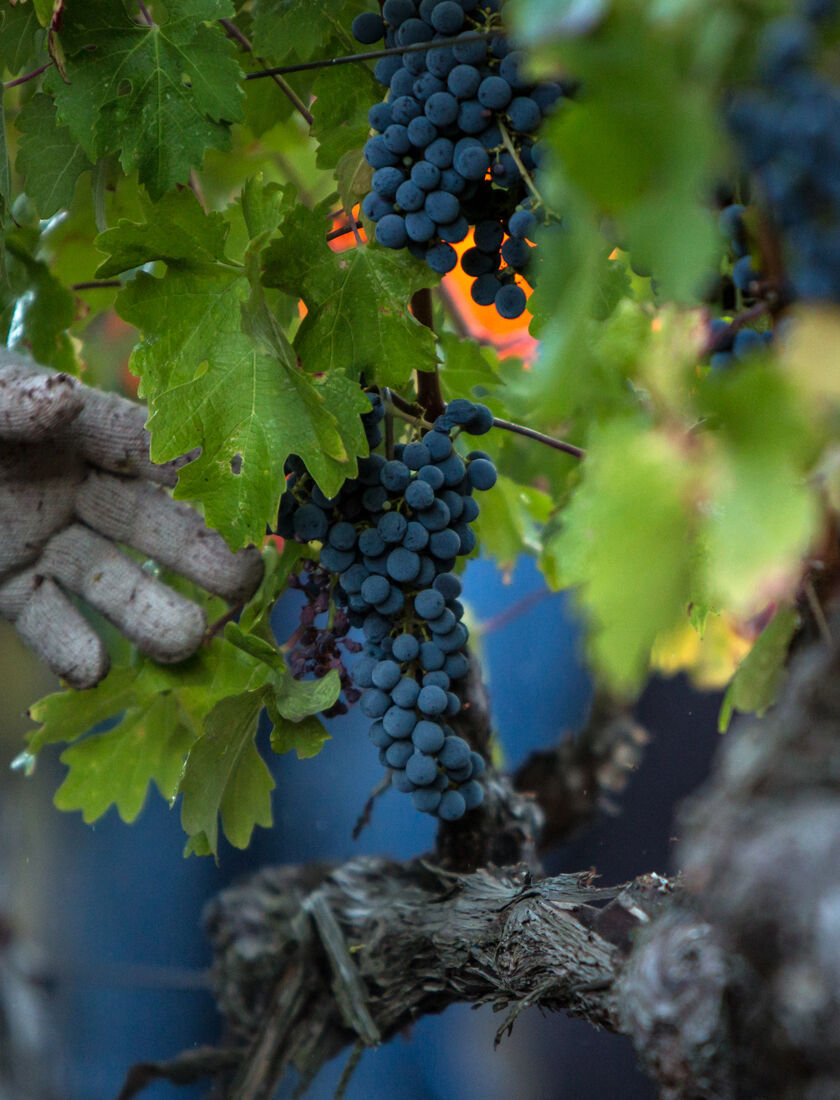 A woman and man walking through the gardens at Stags' Leap with a glass of wine in hand. 