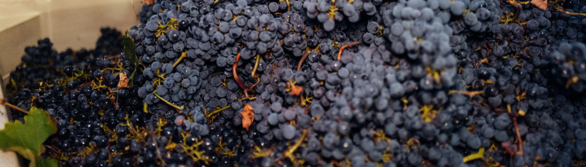 stags' leap grapes