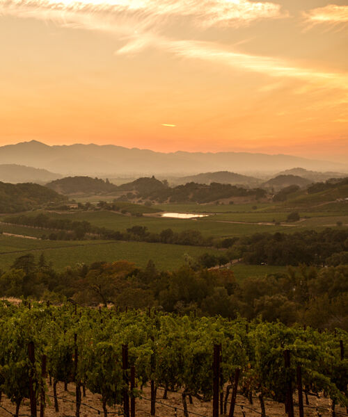 Stags' Leap Vineyard at Sunset