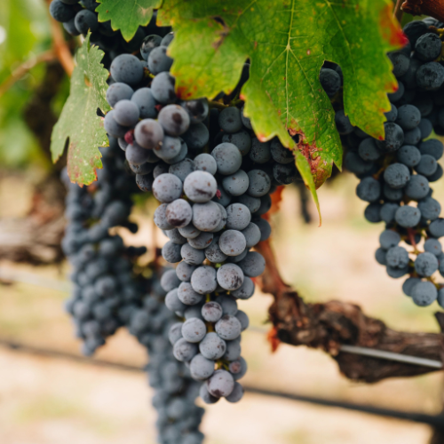 Stags' Leap Grapes